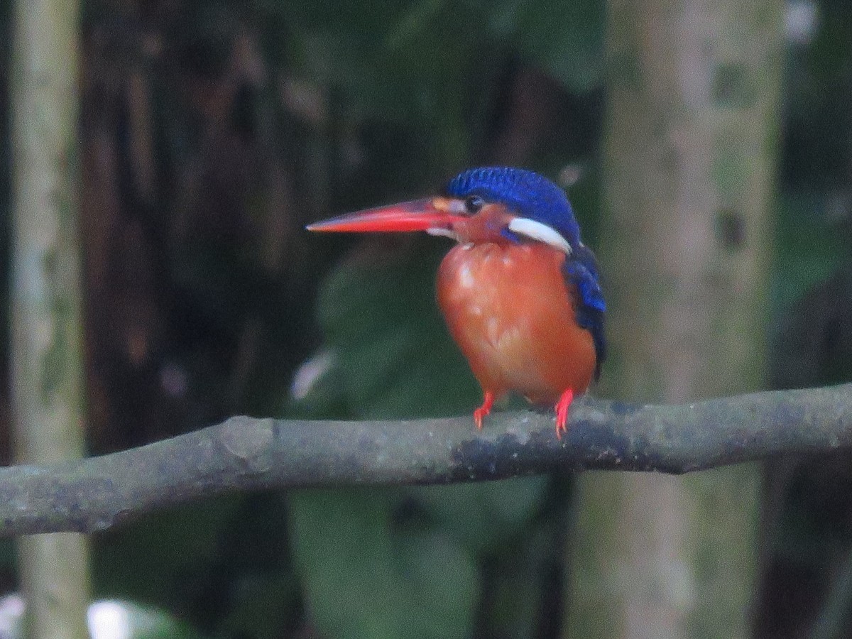 Blue-eared Kingfisher - ML646399765