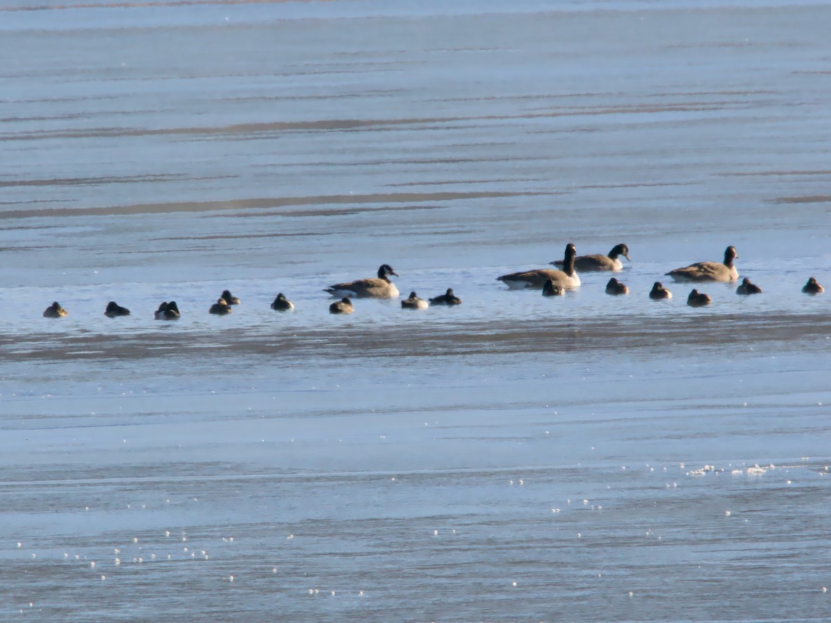 Moretta dal collare - ML646399772