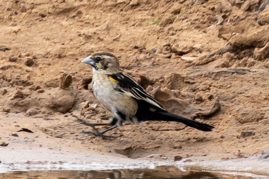 White-winged Widowbird - ML646399775