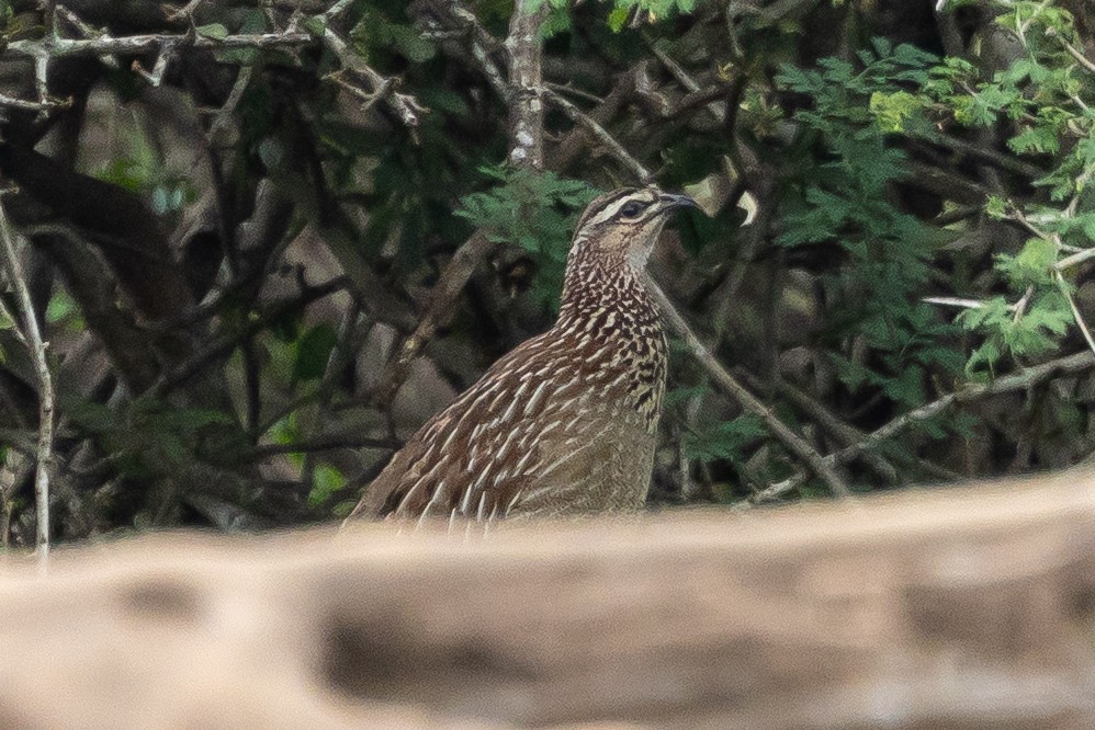 Crested Francolin (Crested) - ML646399776