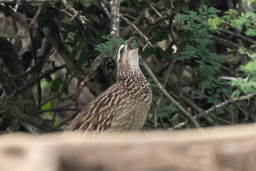 Crested Francolin (Crested) - ML646399777