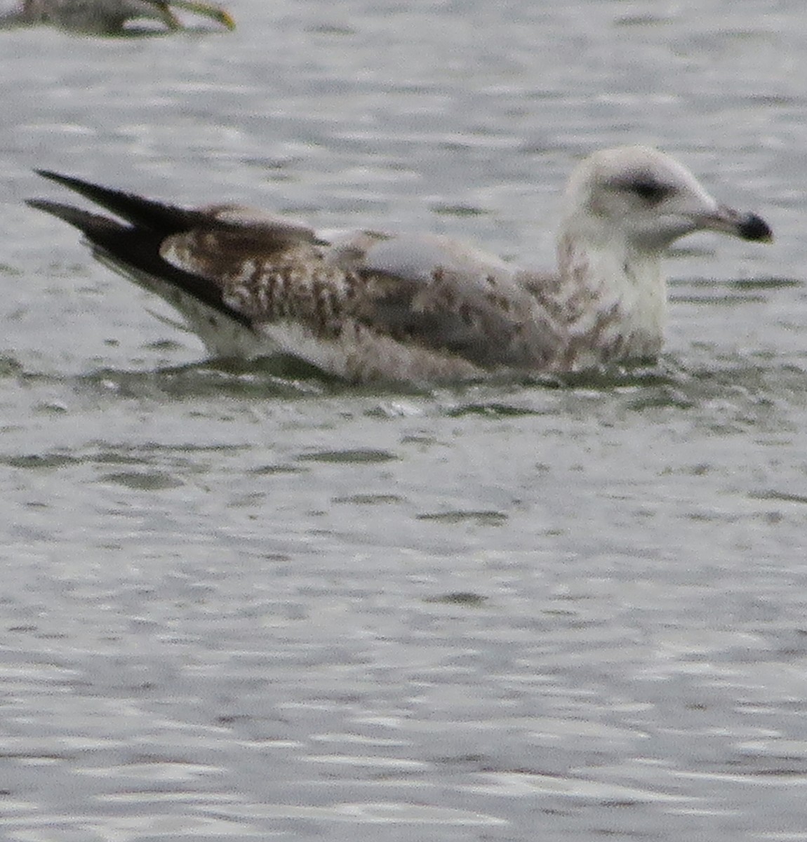 European Herring Gull - ML646399778