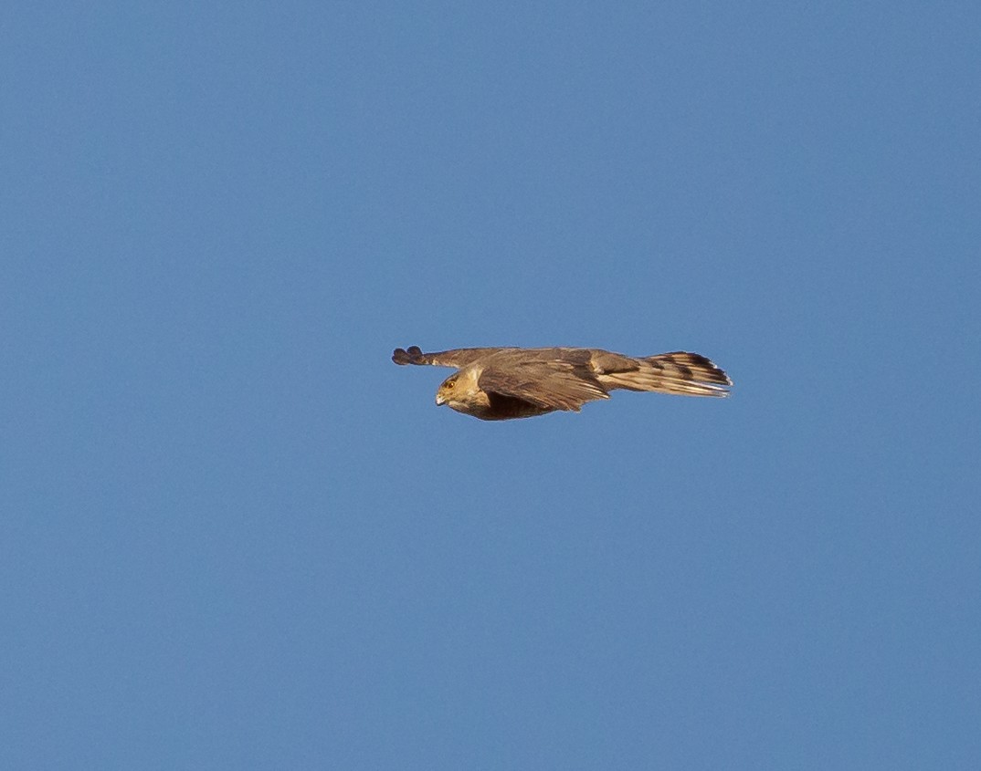 krahujec americký - ML646399779