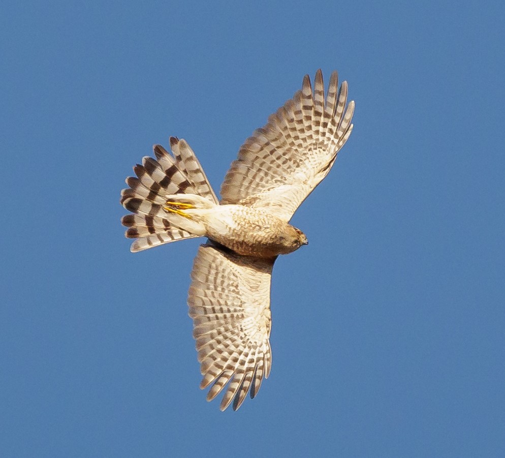 krahujec americký - ML646399780