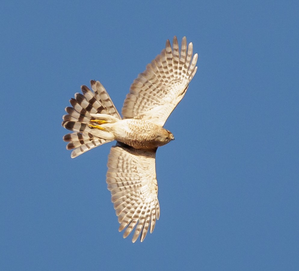 krahujec americký - ML646399781