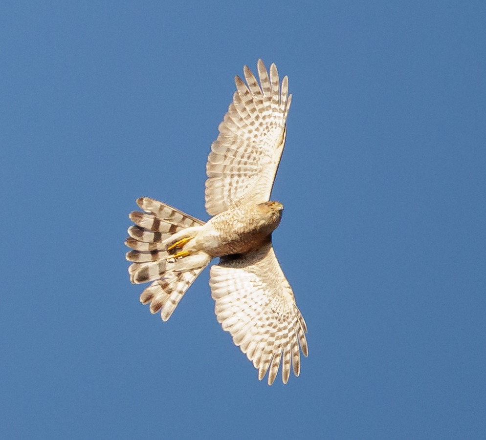 krahujec americký - ML646399782