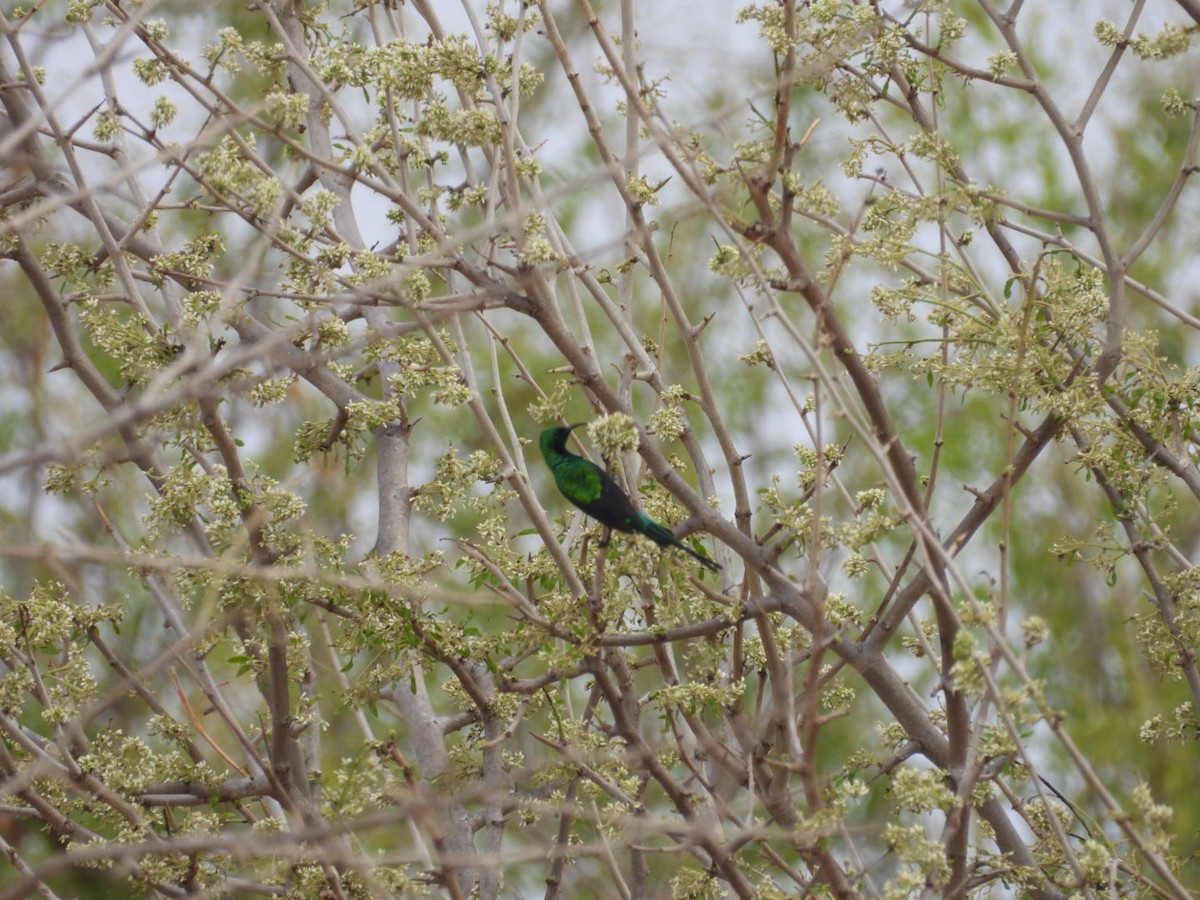 Schwarzbauch-Nektarvogel - ML646399785
