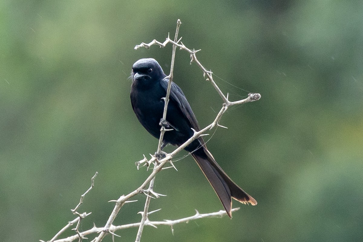 Fork-tailed Drongo (adsimilis Group) - ML646399787