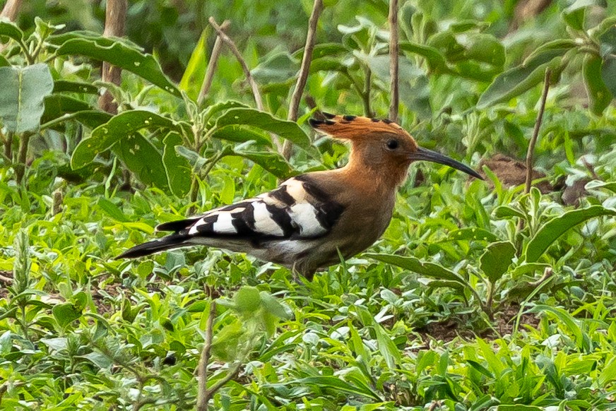 戴勝(africana) - ML646399788