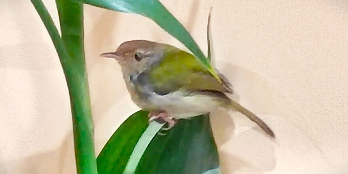 Terzikuşu - ML646399789