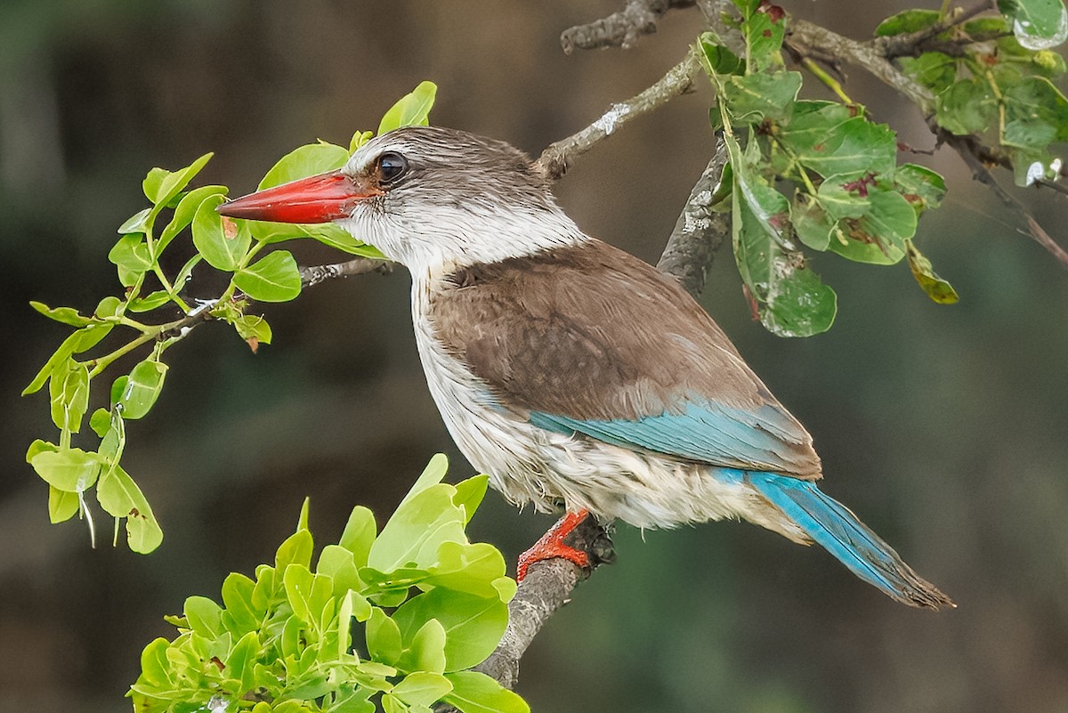 Brown-hooded Kingfisher - ML646399790