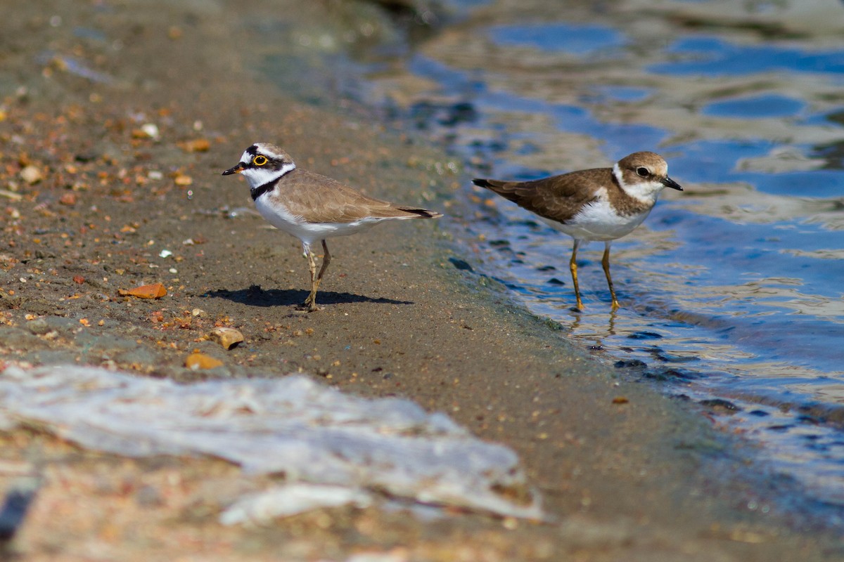 Little Ringed Plover - ML646399791