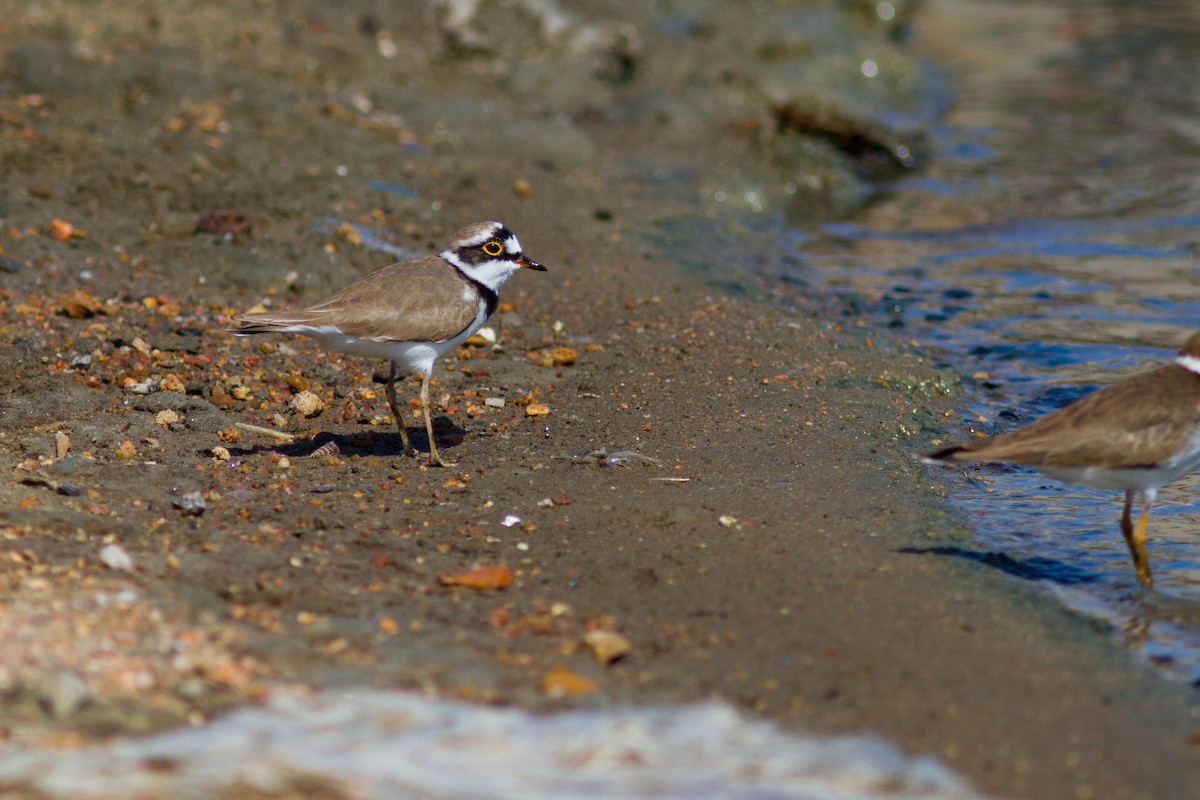 Little Ringed Plover - ML646399792