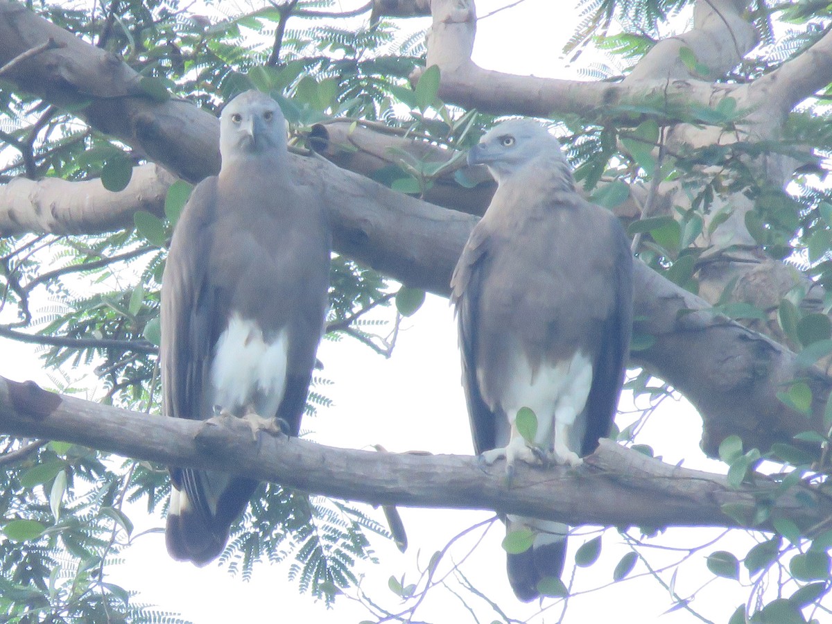 Gray-headed Fish-Eagle - ML646399793