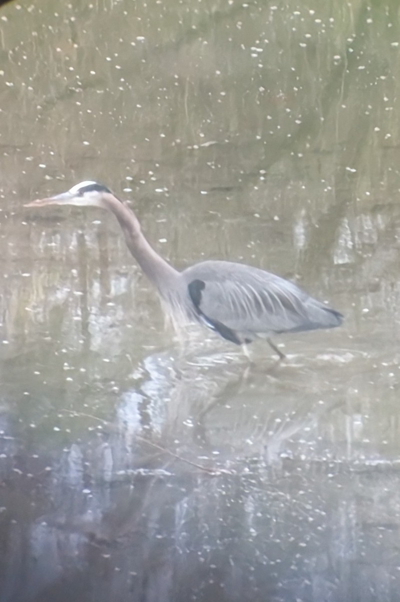 Great Blue Heron - ML646399794