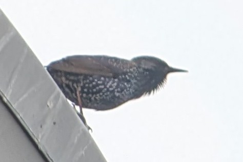 European Starling - ML646399795