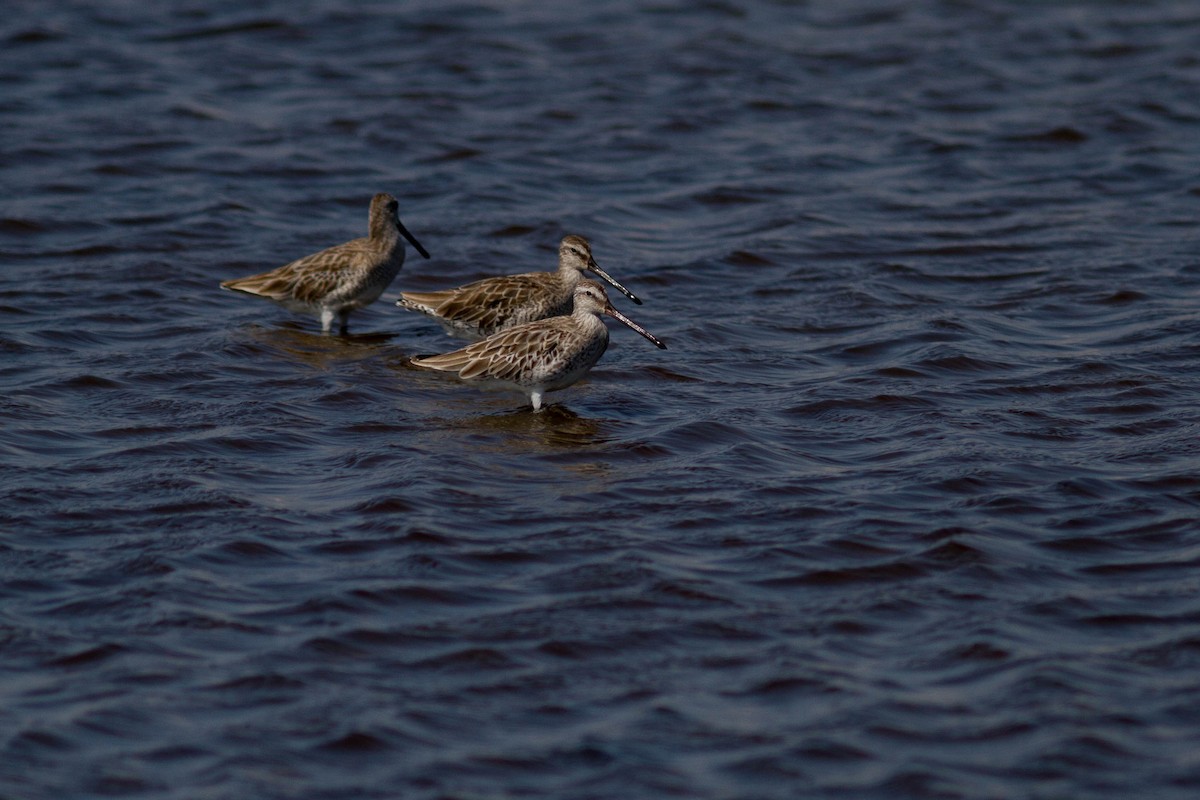 Asian Dowitcher - ML646399797