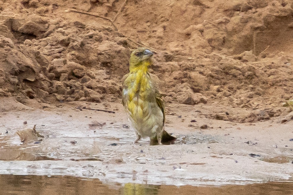 Lesser Masked-Weaver - ML646399799