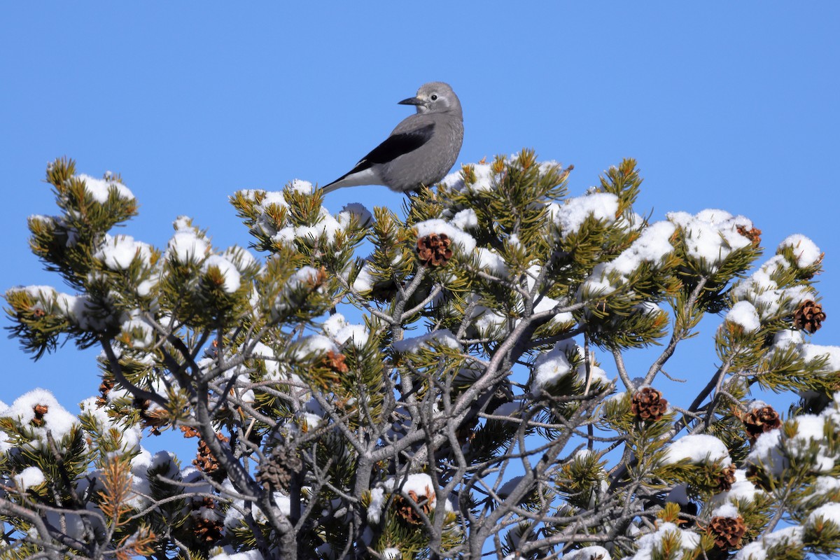Clark's Nutcracker - ML646399801