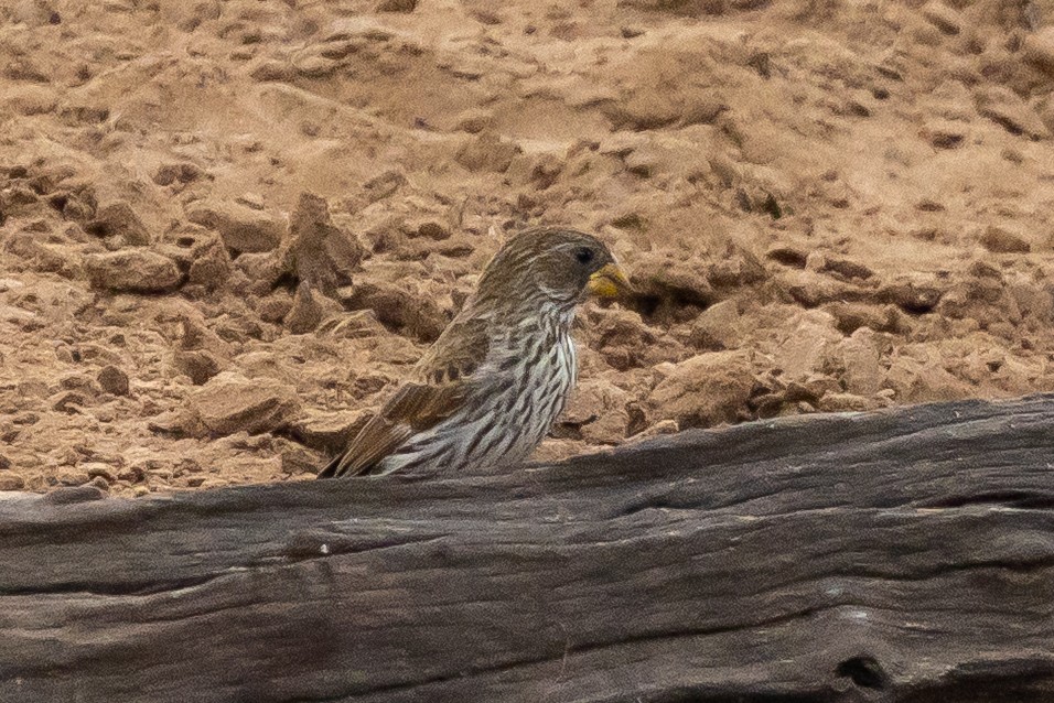 Grosbeak Weaver - ML646399804