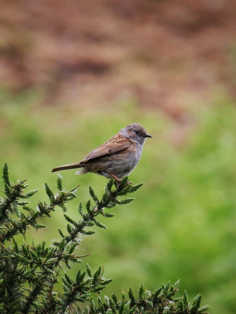Dunnock - ML646399805