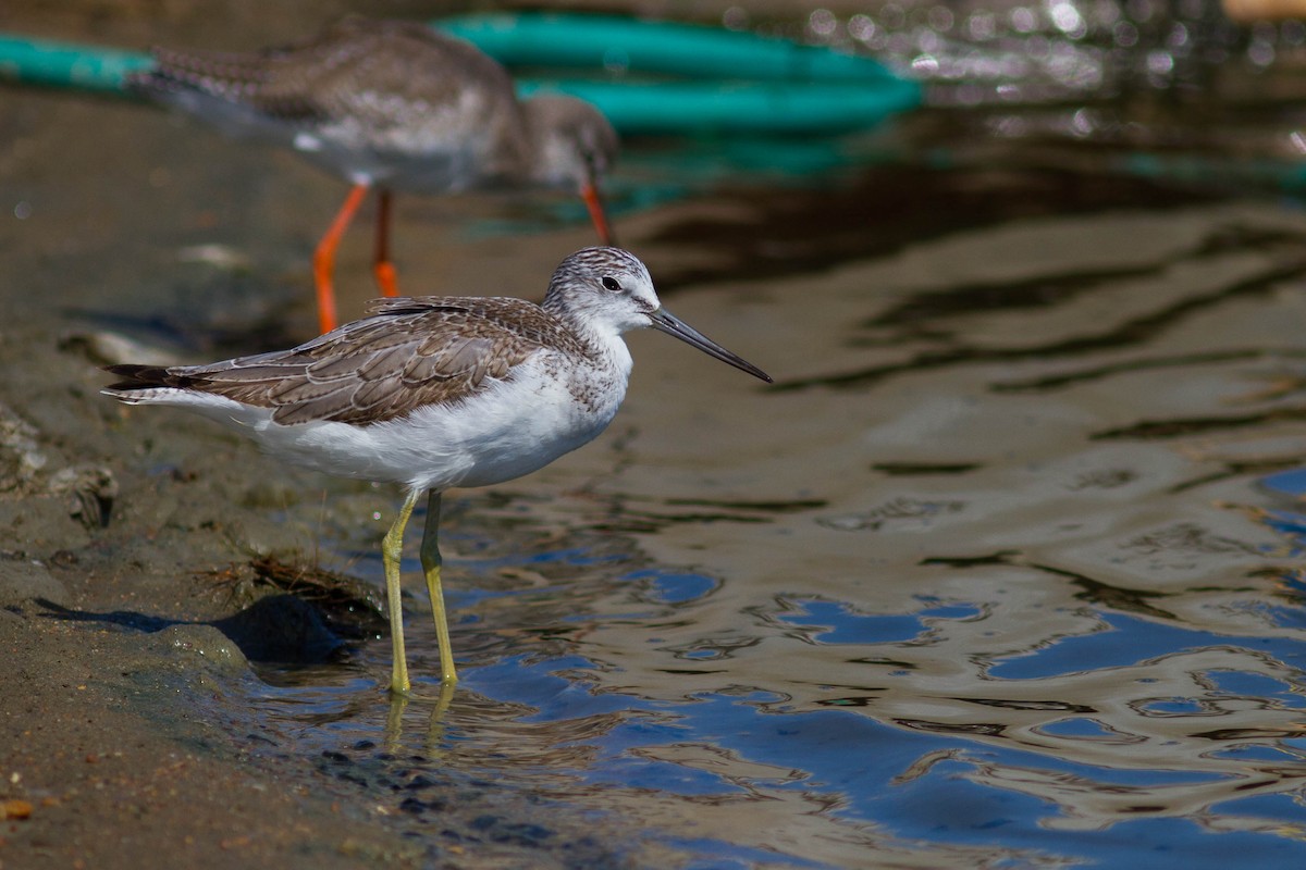 Common Greenshank - ML646399807