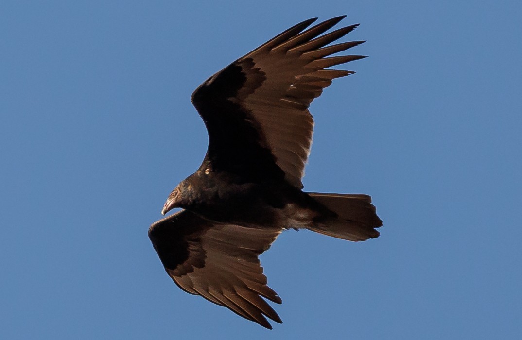 Turkey Vulture - ML646399809