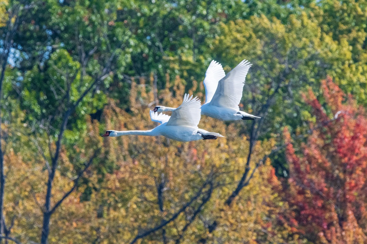 Mute Swan - ML646399810