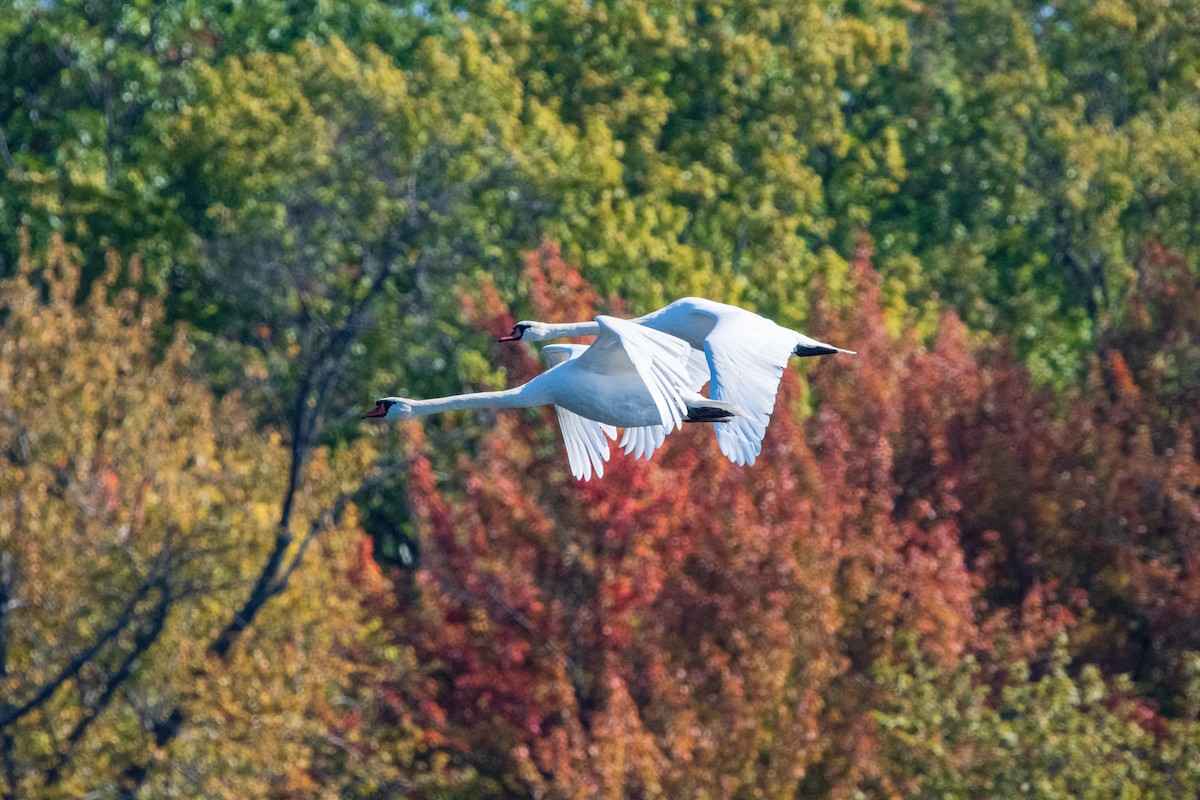 Mute Swan - ML646399811