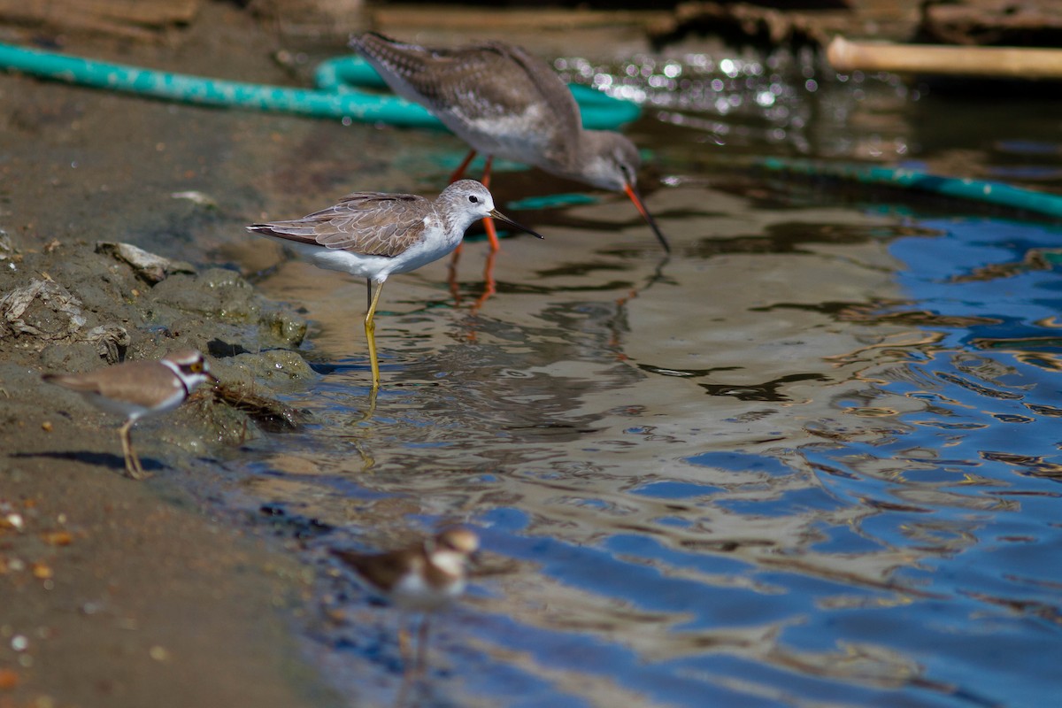 Marsh Sandpiper - ML646399812