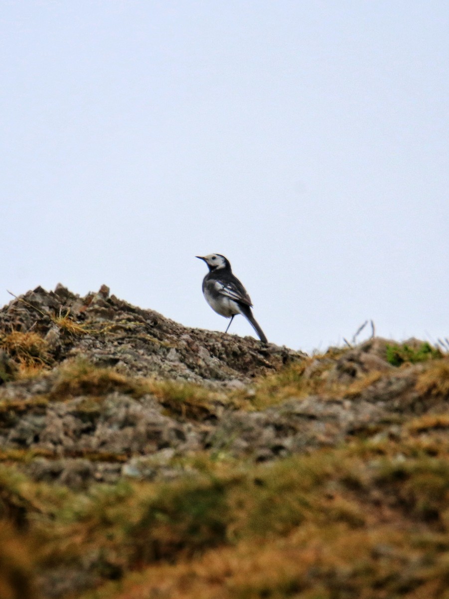 White Wagtail - ML646399813