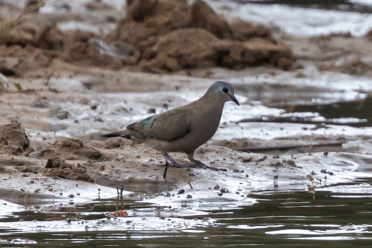 Emerald-spotted Wood-Dove - ML646399814
