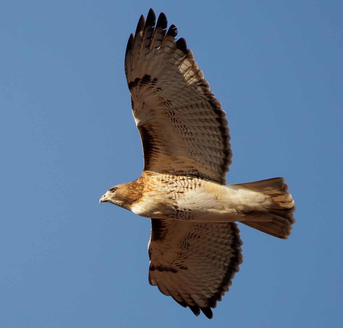 Red-tailed Hawk - ML646399815