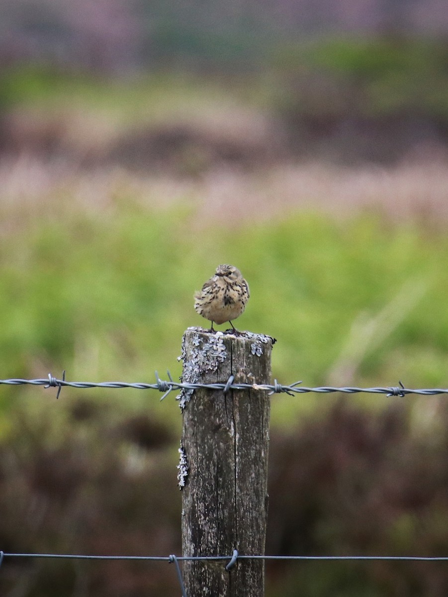 Meadow Pipit - ML646399816