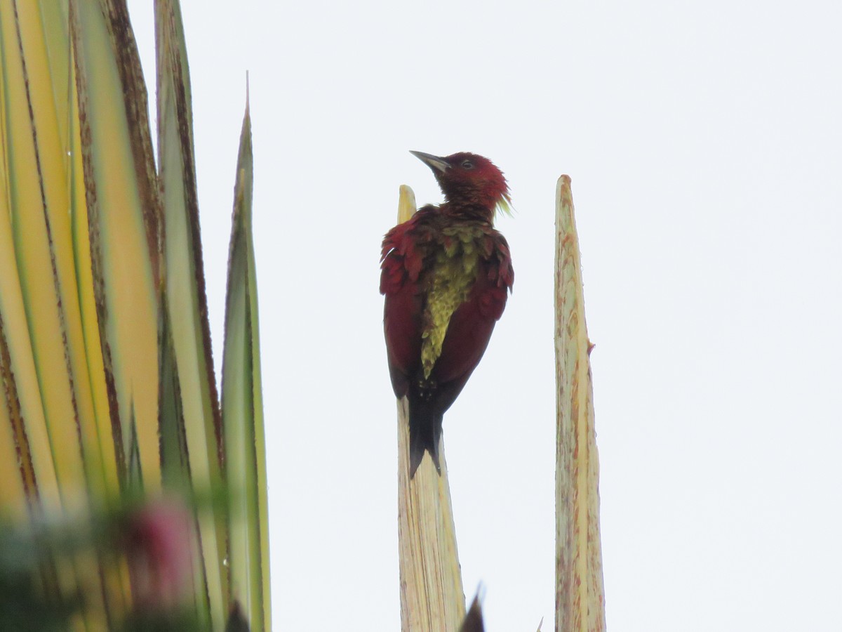 Banded Woodpecker - ML646399817