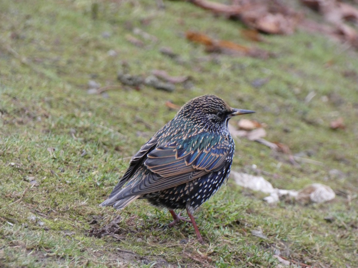 European Starling - ML646399819
