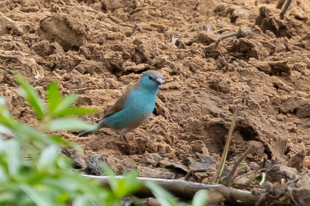 Southern Cordonbleu - ML646399820
