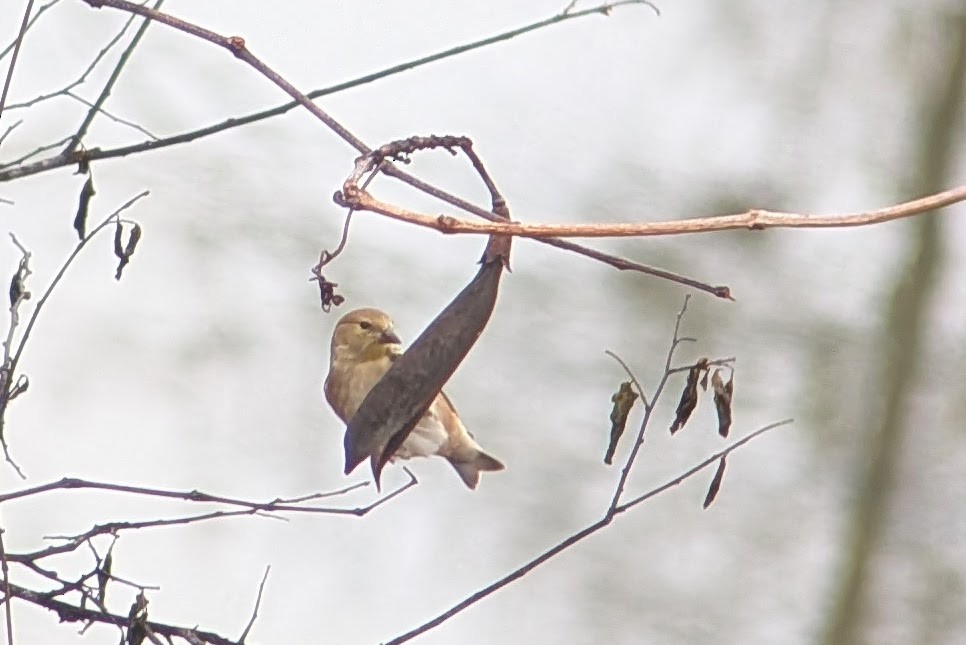 American Goldfinch - ML646399821