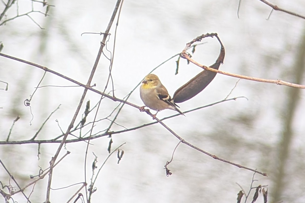 American Goldfinch - ML646399822