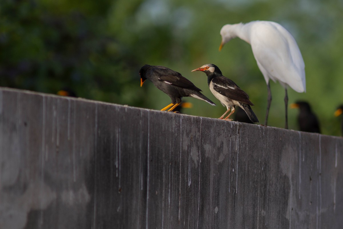 Siamese Pied Starling - ML646399823