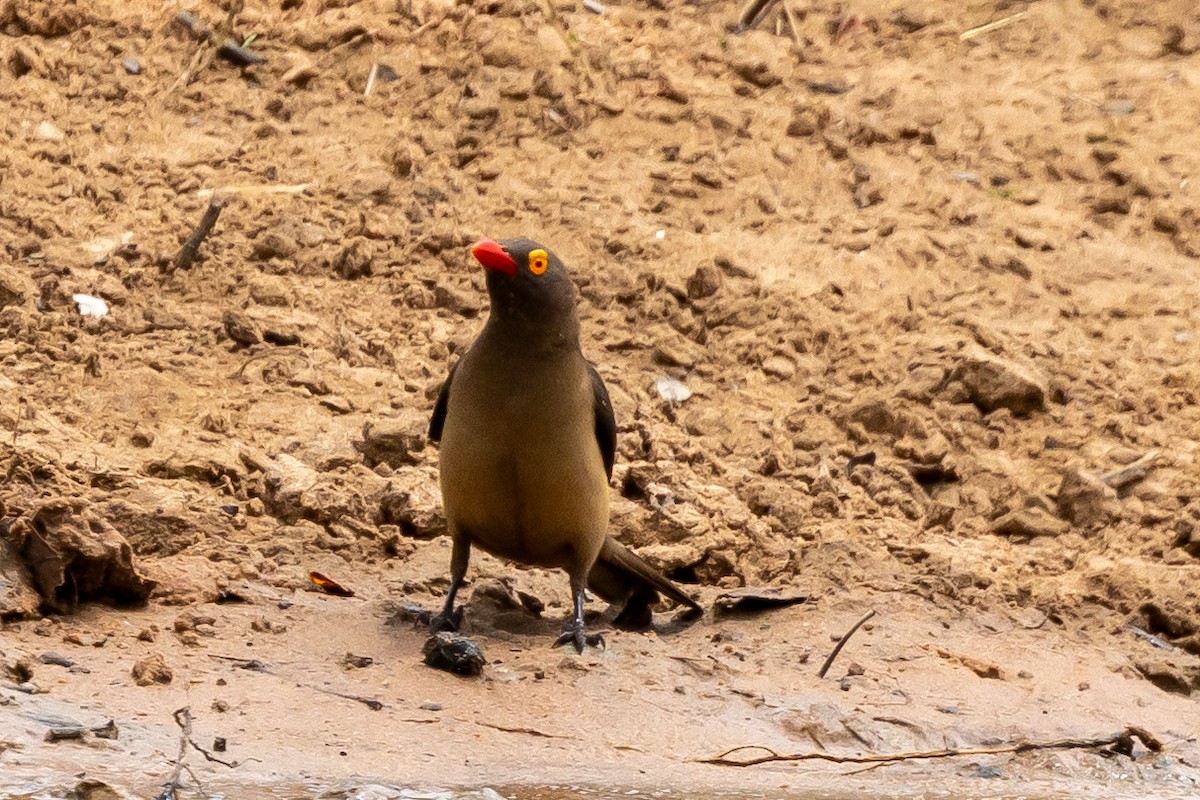 Red-billed Oxpecker - ML646399825