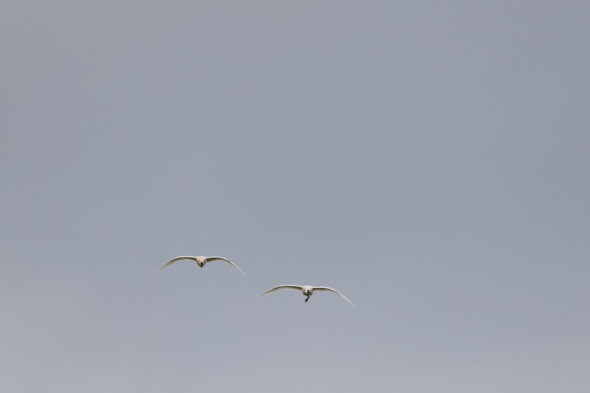 Eurasian Spoonbill - ML646399826