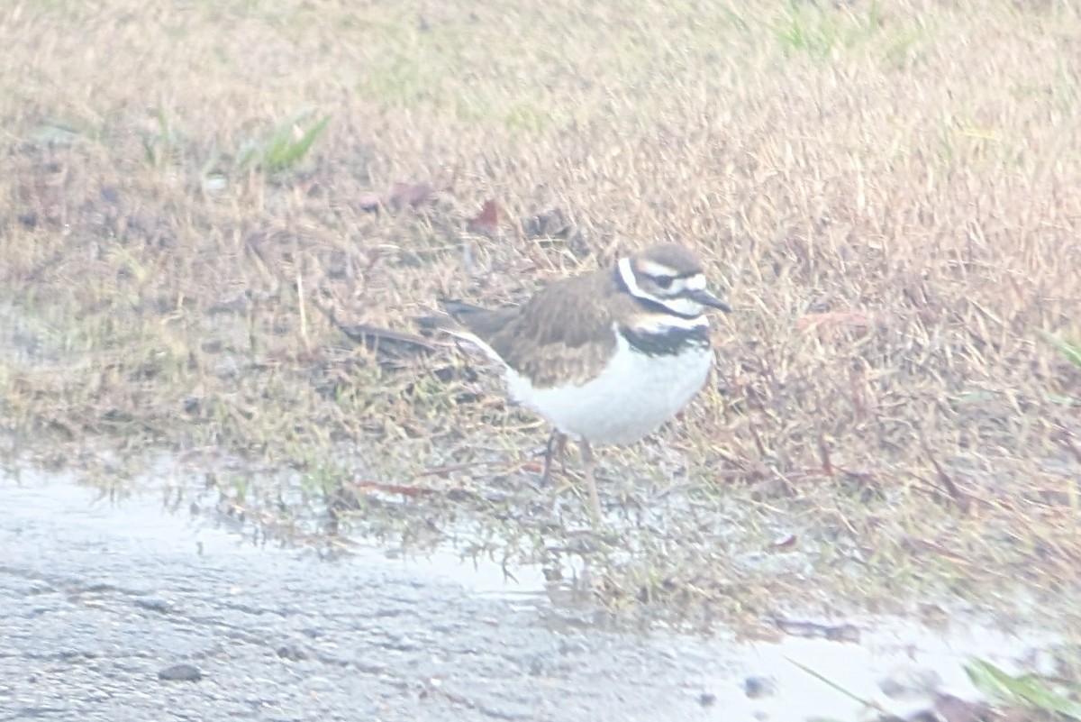 Killdeer - ML646399829