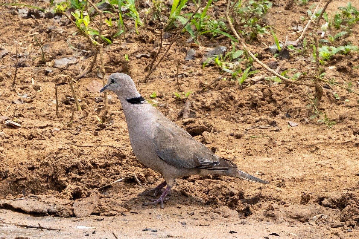 Ring-necked Dove - ML646399831