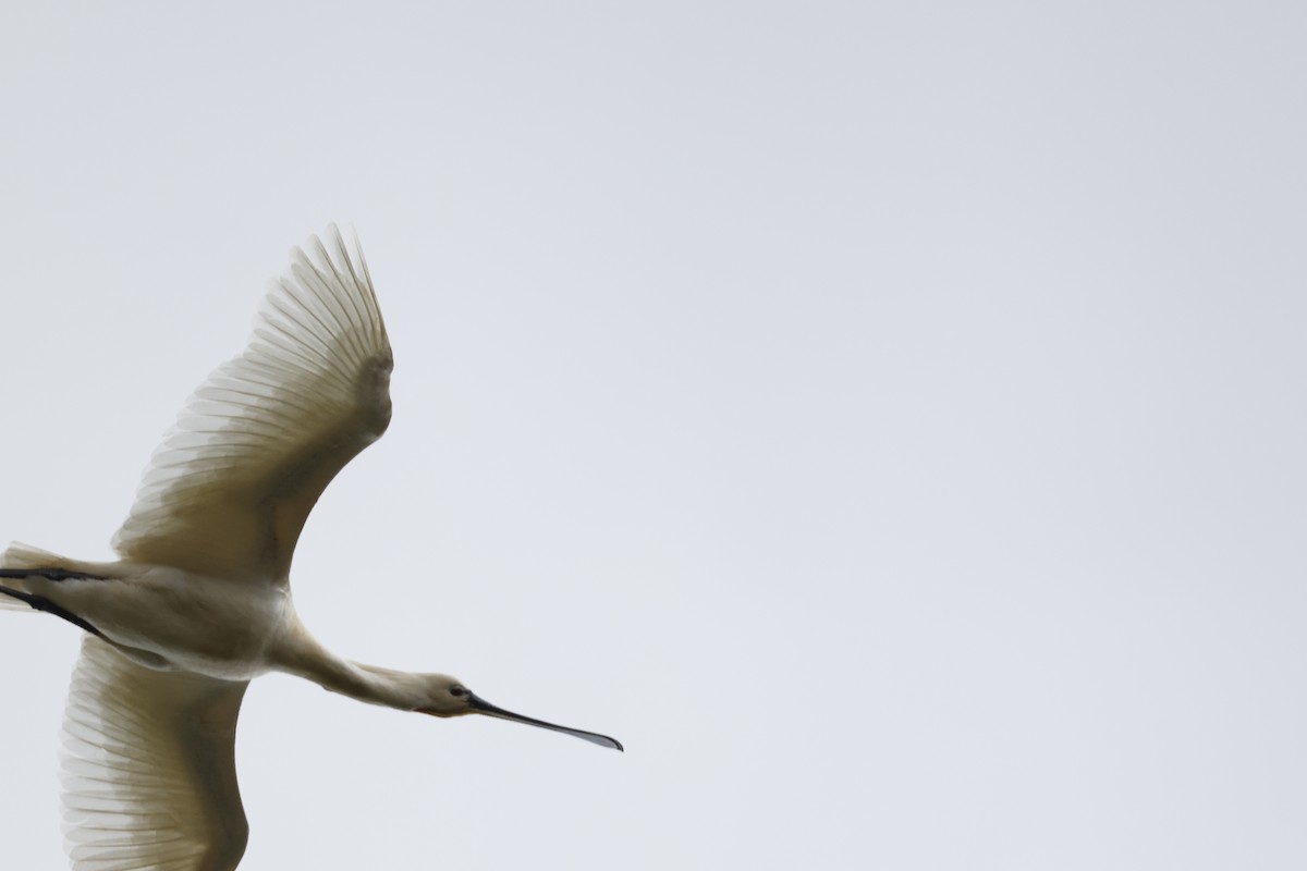 kolpík bílý - ML646399832