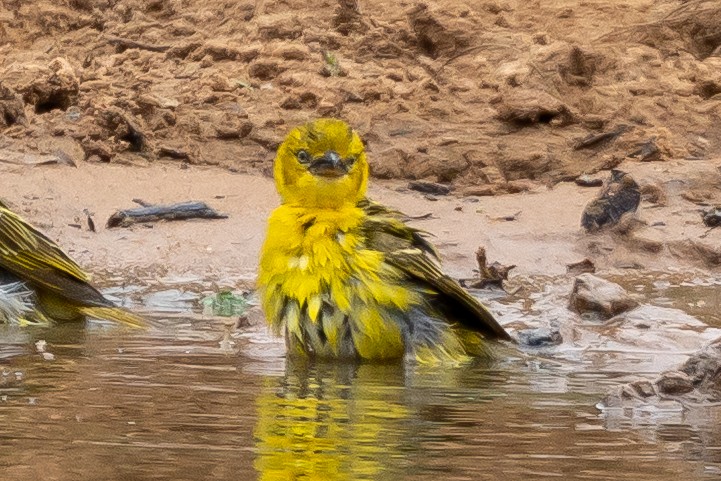 Holub's Golden-Weaver - ML646399834