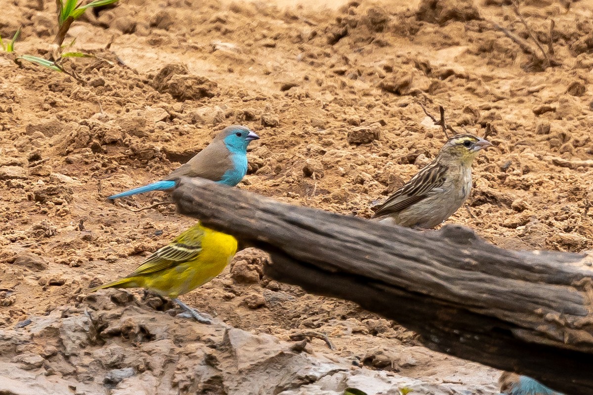 Southern Cordonbleu - ML646399847