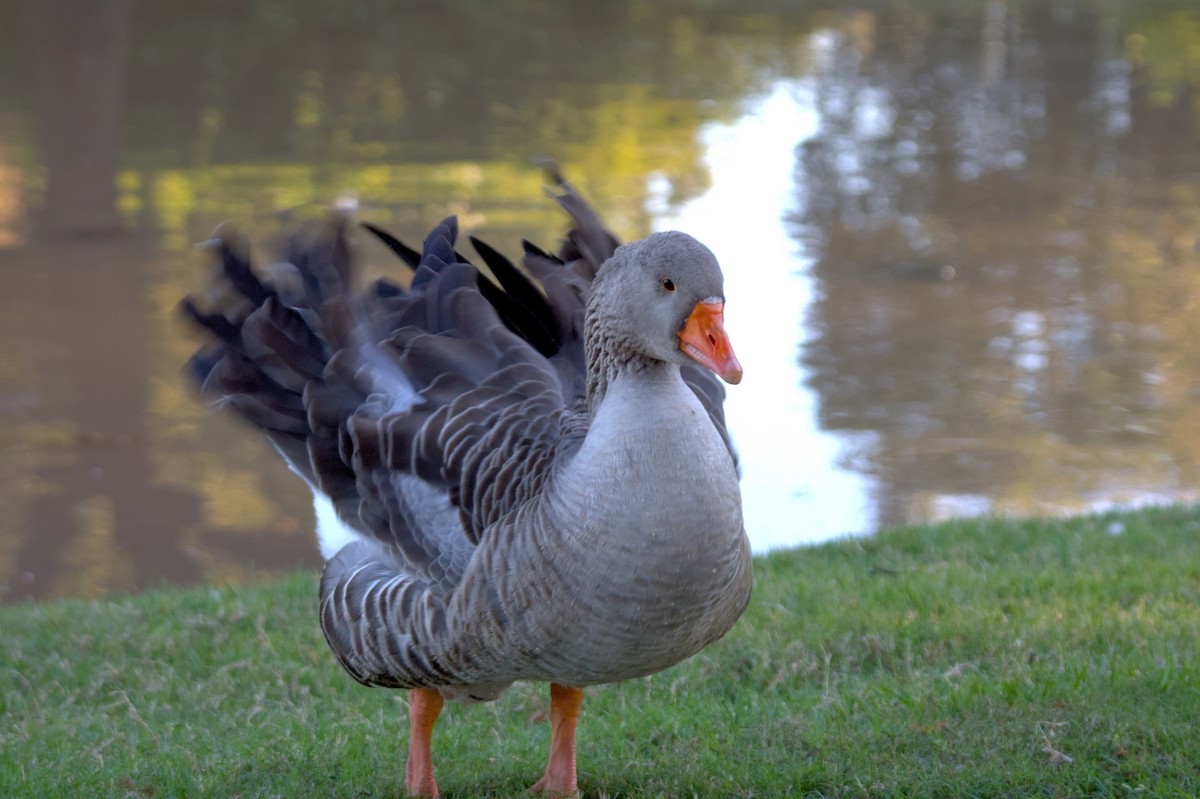 Graylag Goose (Domestic type) - ML646399851