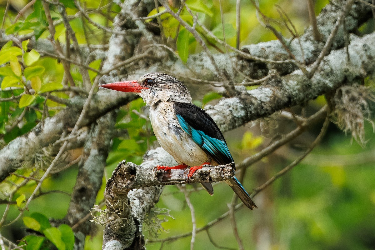 Brown-hooded Kingfisher - ML646399852