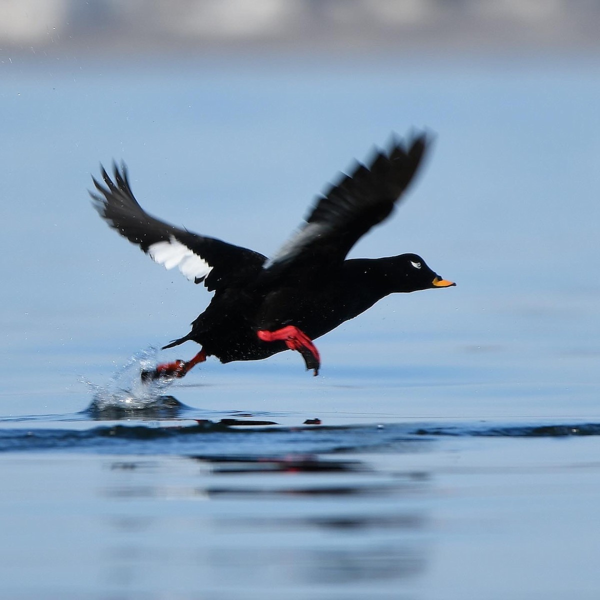 Velvet Scoter - ML646399854